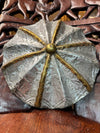 Tikar Tribe Oyster Shield