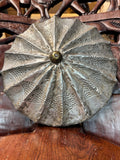 Tikar Tribe Oyster Shield