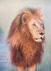 “Lion King” by Lynn Rosenzweig