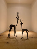 Bronze Springbok
